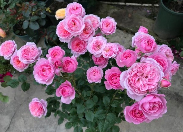 铃之妖精月季优缺点