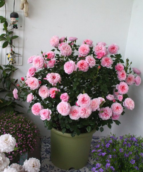 铃之妖精月季优缺点