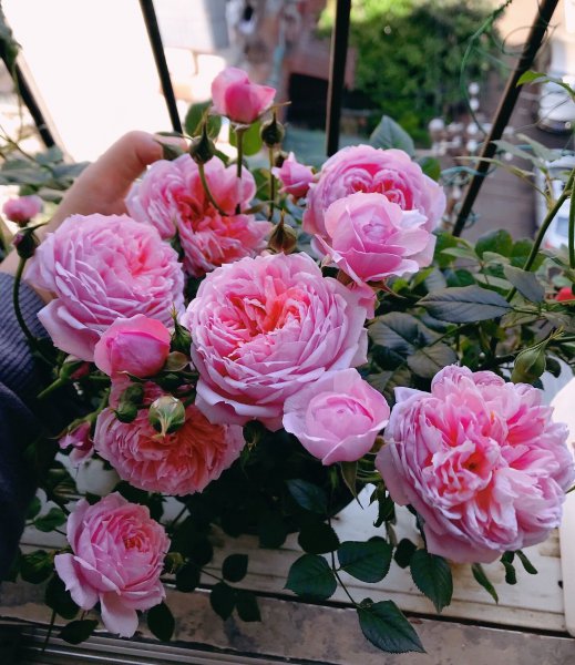 铃之妖精月季优缺点