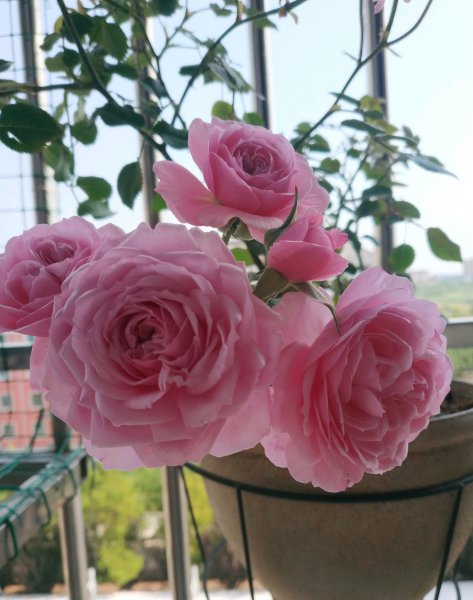 铃之妖精月季优缺点