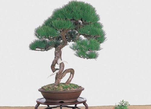 如何让黑松快速生根