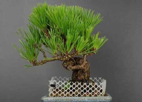 如何让黑松快速生根