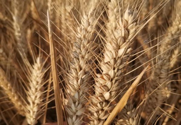 高产小麦种子排行榜