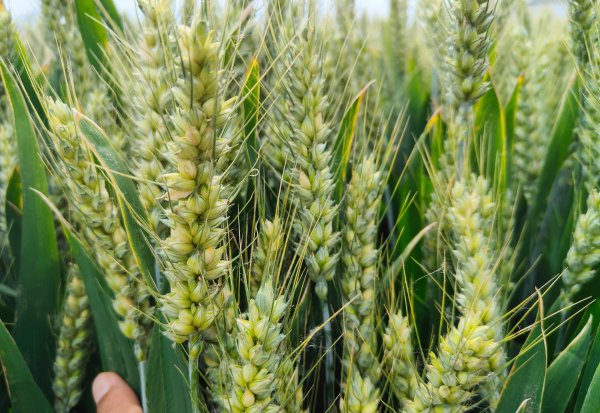 高产小麦种子排行榜