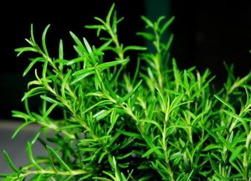 扦插迷迭香的快速生根方法