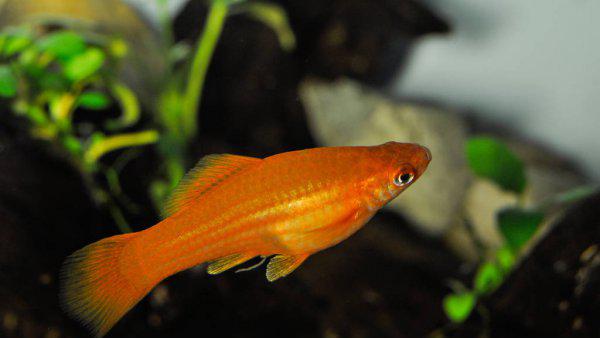 红箭鱼的饲养方法和禁忌