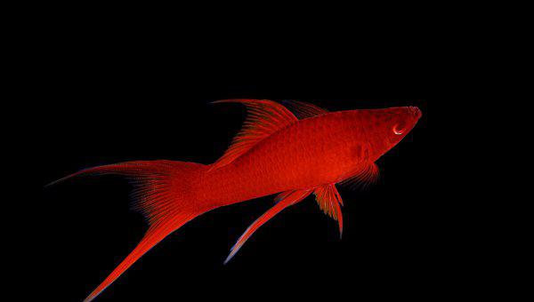 红箭鱼的饲养方法和禁忌