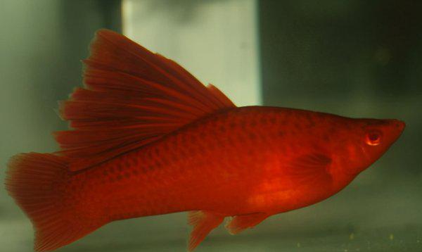 红箭鱼的饲养方法和禁忌