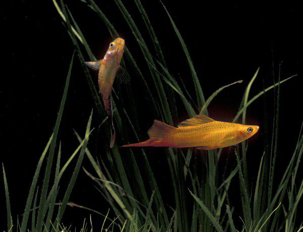 红箭鱼的饲养方法和禁忌