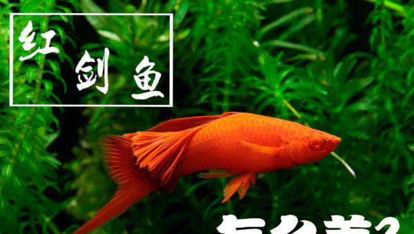 红箭鱼的饲养方法和禁忌