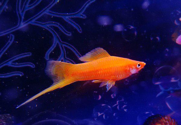 红箭鱼的饲养方法和禁忌