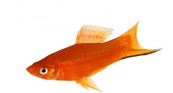 红箭鱼的饲养方法和禁忌