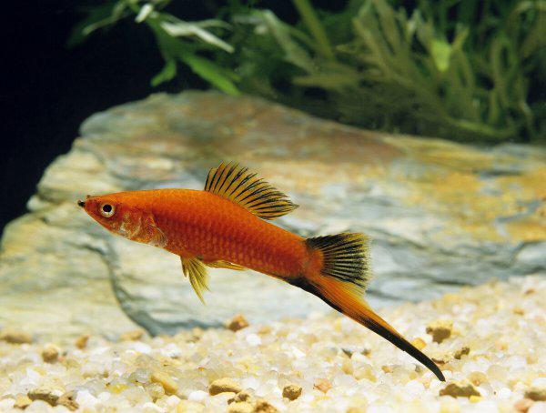 红箭鱼的饲养方法和禁忌