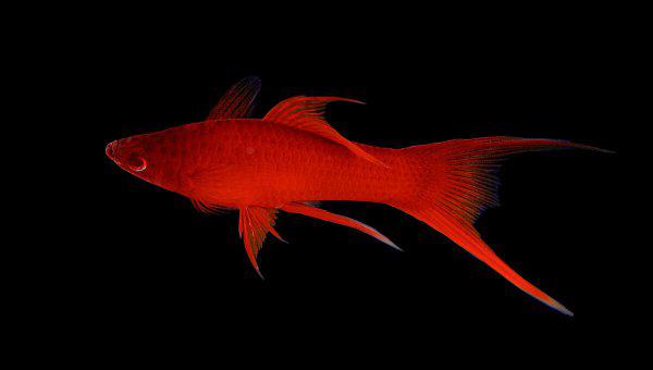 红箭鱼的饲养方法和禁忌