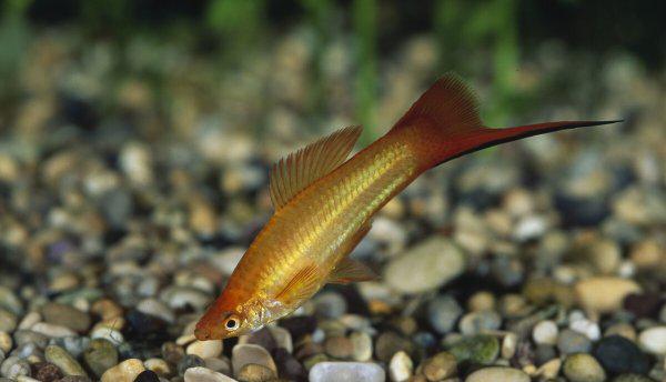 红箭鱼的饲养方法和禁忌