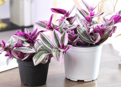 油画婚礼吊兰是多肉植物吗