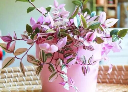 油画婚礼吊兰是多肉植物吗