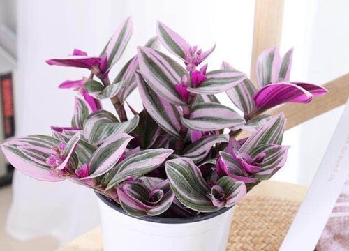 油画婚礼吊兰是多肉植物吗