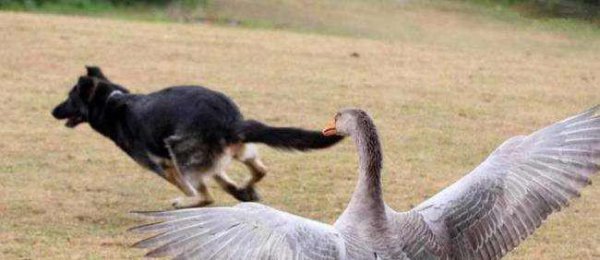 霸王龙的天敌是什么动物