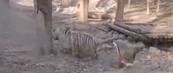 霸王龙的天敌是什么动物