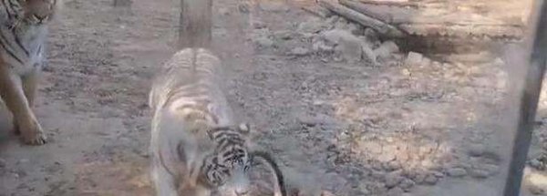 霸王龙的天敌是什么动物