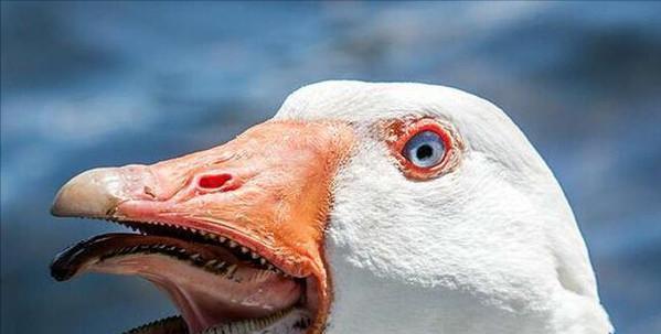 霸王龙的天敌是什么动物