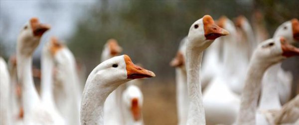 霸王龙的天敌是什么动物