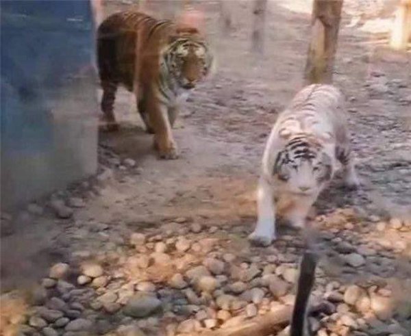 霸王龙的天敌是什么动物