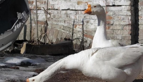 霸王龙的天敌是什么动物