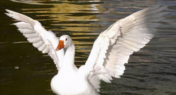 霸王龙的天敌是什么动物