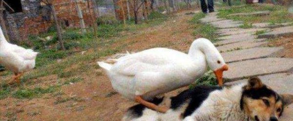 霸王龙的天敌是什么动物