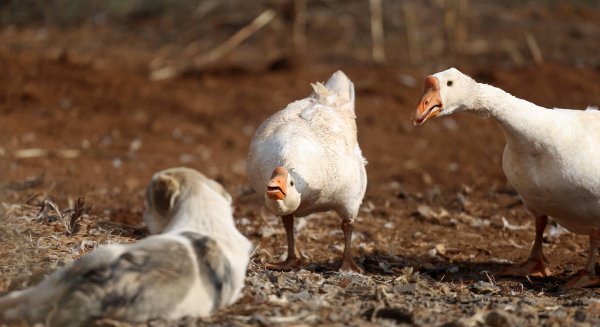 霸王龙的天敌是什么动物