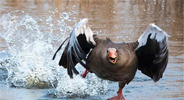 霸王龙的天敌是什么动物