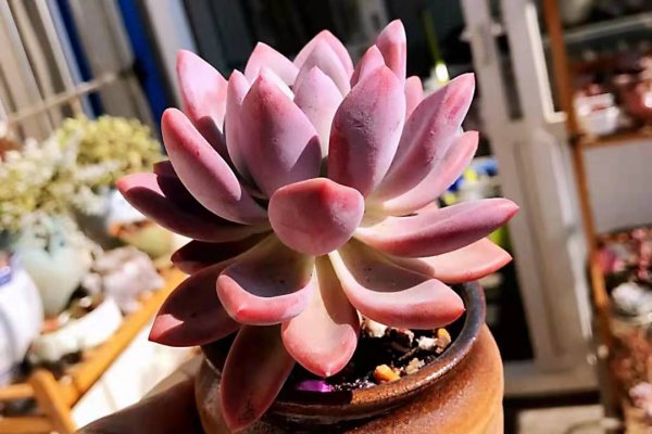 奥普琳娜多肉好养吗