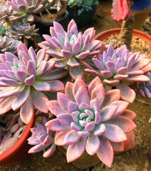 奥普琳娜多肉好养吗