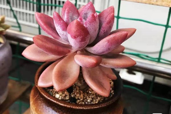 奥普琳娜多肉好养吗