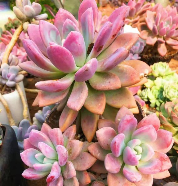 奥普琳娜多肉好养吗