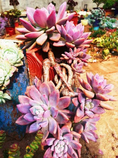 奥普琳娜多肉好养吗