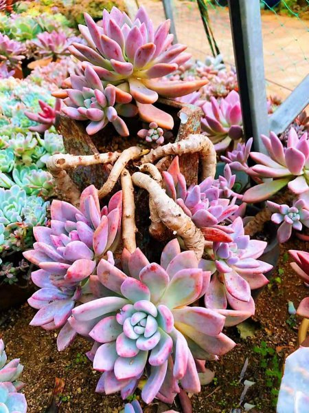 奥普琳娜多肉好养吗