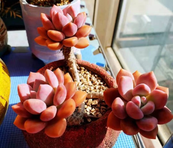 奥普琳娜多肉好养吗