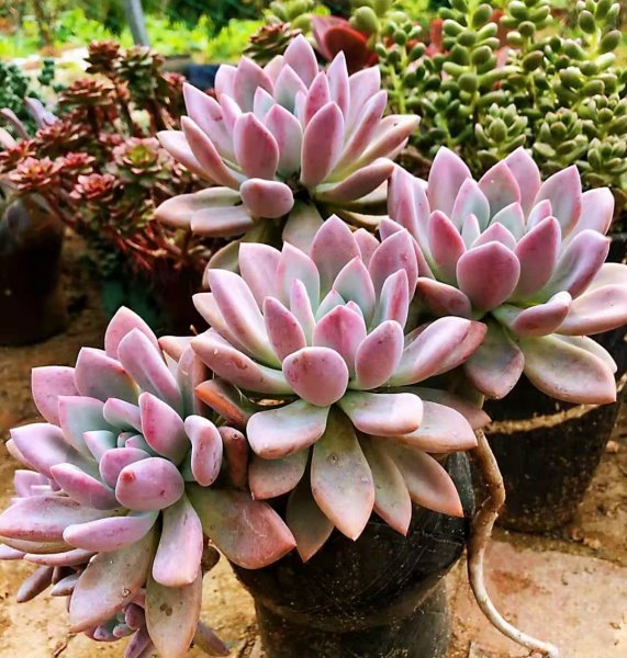 奥普琳娜多肉好养吗