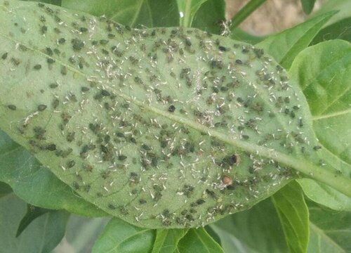 辣椒如何栽培才能高产