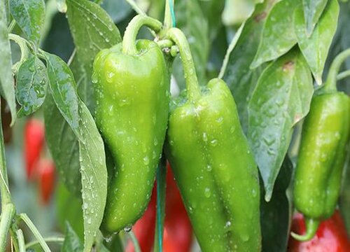 辣椒如何栽培才能高产