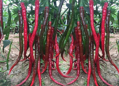 辣椒如何栽培才能高产