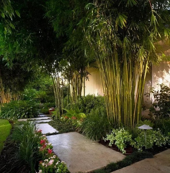 竹子风水禁忌及说法