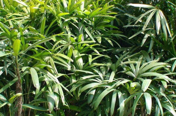 竹子风水禁忌及说法