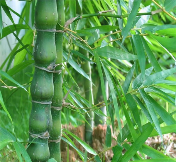 竹子风水禁忌及说法