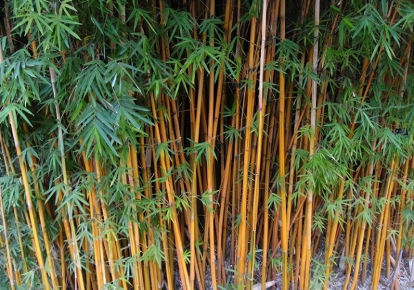 竹子风水禁忌及说法