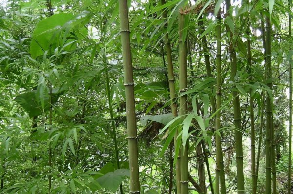 竹子风水禁忌及说法