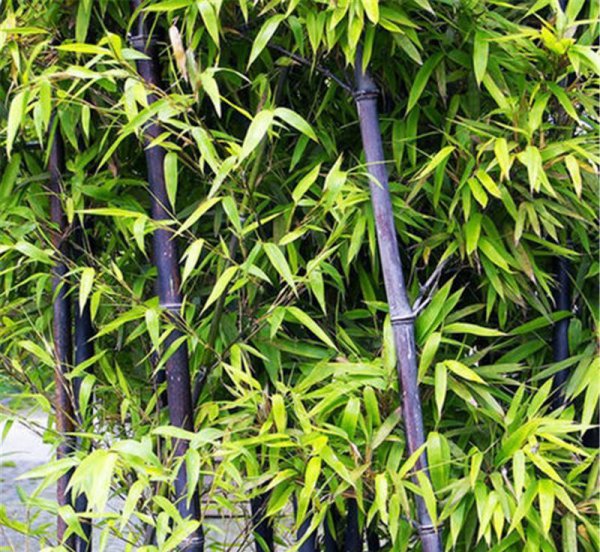 竹子风水禁忌及说法